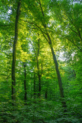 Obraz premium Sunlight in the green forest, spring time