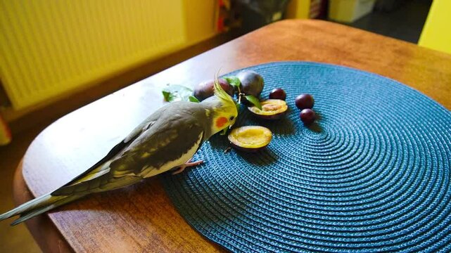 A cockatiel eats plums..Funny parrots. Cockatiel pets. Bird with a crest.