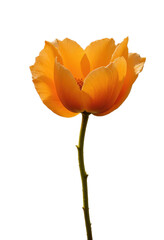 Naklejka premium Vibrant Orange Tulip on Transparent Background