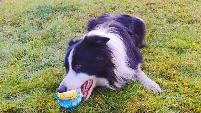 A border collie runs on green grass on a sunny winter day. The dog has a ball