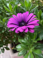 A stunning purple daisy stands out gracefully against a backdrop of verdant leaves capturing the essence of nature&rsquo;s beauty during a warm afternoon