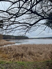 Obraz premium Serene landscape with a calm lake, dry reeds, and overhanging bare tree branches on a cloudy day. Peaceful nature scene in early spring or late autumn.