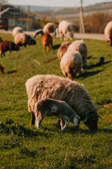 A Serene and Peaceful Pasture Filled with Sheep and Adorable Lambs Grazing Graciously