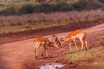 impala in the wild