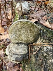 A captivating view of unique fungi attached to a fallen log in a tranquil forest showcasing the beauty of natures decay against a backdrop of autumn foliage