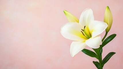 Naklejka premium White Lily Blossom on Pink Background