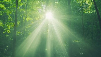 A serene forest scene where sunlight filters through lush green leaves, creating a magical atmosphere with beams of light shining down.