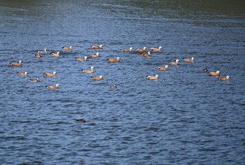 Rostgänse auf dem See © Eckhard