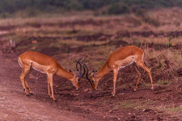 red deer in the wild