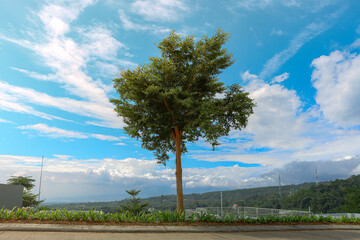 Lone Tree Standing Against a Vibrant Blue Sky with Scenic Clouds