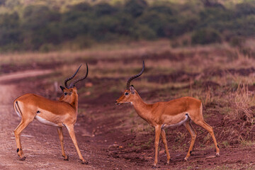 impala antelope in kruger national park