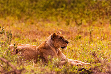 lion cub in the grass