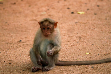 baby monkey playing in forest