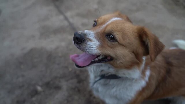 Red mongrel dog sits on a chain. Slow motion. Close-up.