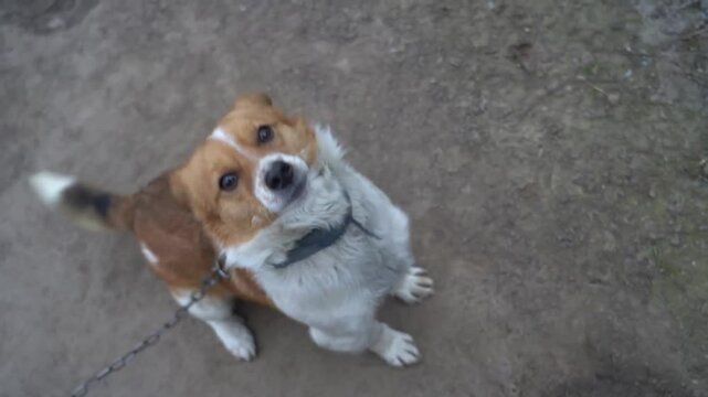 Slow motion. Red mongrel dog sits on a chain.