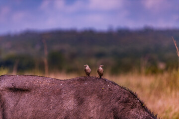Birds on buffalo antelope