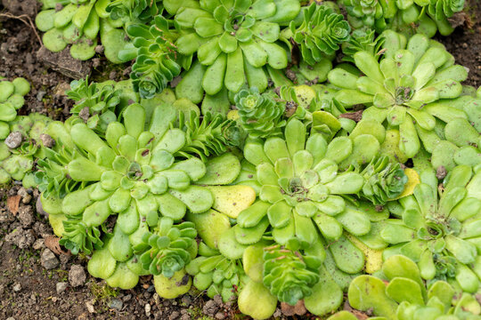 Rosularia sempervivum plant in Saint Gallen in Switzerland 20.2.2025