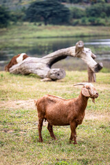 Fototapeta premium A goat is standing in a field next to a log