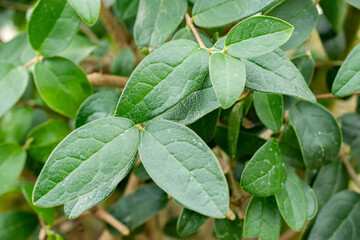 Boldo or Peumus Boldus plant in Saint Gallen in Switzerland 20.2.2025