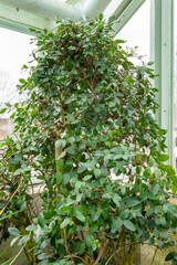 Boldo or Peumus Boldus plant in Saint Gallen in Switzerland 20.2.2025