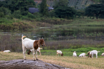 Fototapeta premium A goat is standing on a log in a field with other goats grazing