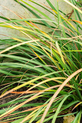 Tukauki or Libertia Grandiflora plant in Saint Gallen in Switzerland 20.2.2025