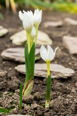 Colchicum Szovitsii plant in Saint Gallen in Switzerland 20.2.2025
