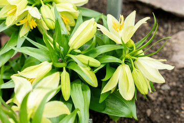 Obraz premium Fritillaria Raddeana plant in Saint Gallen in Switzerland 20.2.2025