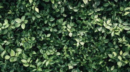 Obraz premium Lush green foliage texture with natural leaf pattern