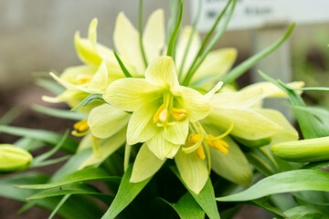 Fototapeta premium Fritillaria Raddeana plant in Saint Gallen in Switzerland 20.2.2025