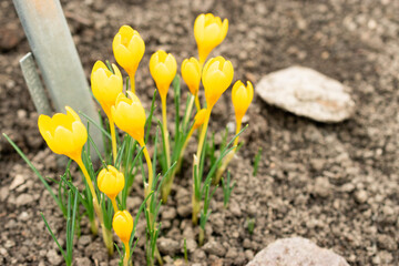 Fototapeta premium Golden crocus or Crocus Chrysanthus plant in Saint Gallen in Switzerland 20.2.2025