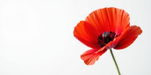 Obraz premium Crimson poppy blossom against pure white backdrop, macro, summer