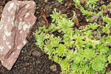 Rosularia Pallida plant in Saint Gallen in Switzerland 20.2.2025