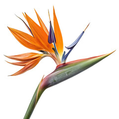 Obraz premium strelitzia flower isolated on transparent background.
