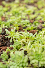 Rosularia Pallida plant in Saint Gallen in Switzerland 20.2.2025
