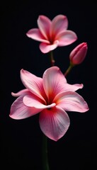 Fototapeta premium Delicate petals, vibrant hues, black backdrop, black background, dark, spring