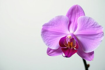 Fototapeta premium Delicate purple butterfly orchid, isolated on white , studio shot, purple
