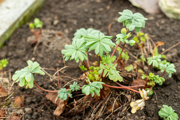 Silver shamrock or Oxalis Adenophylla plant in Saint Gallen in Switzerland 20.2.2025