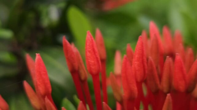 Lxora flower or spike flowers blooming 
