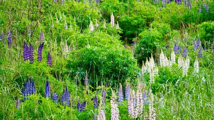 Multicolored blooming wildflowers in New Zealand