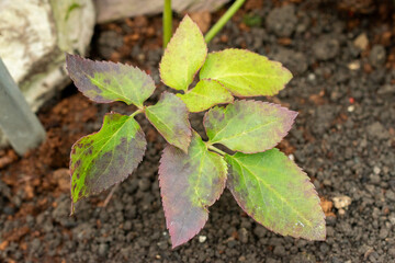 Brandblaar or Knowltonia Vesicatoria plant in Saint Gallen in Switzerland 20.2.2025