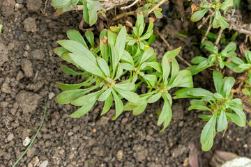Penstemon Cardwellii plant in Saint Gallen in Switzerland 20.2.2025