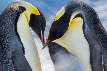 Wonderful moments in Antarctica in the middle of Emperor penguin colony. Nice to see so many chicks and families in many kind of weather.