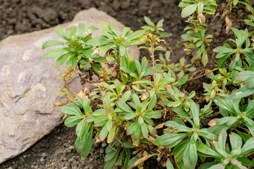 Penstemon Cardwellii plant in Saint Gallen in Switzerland 20.2.2025