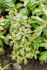 Penstemon Cardwellii plant in Saint Gallen in Switzerland 20.2.2025