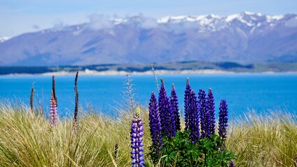 Blooming lupin wildflowers with blue lake and snow capped mountains in the background New Zealand © CP Studios