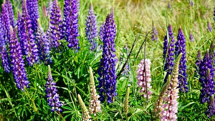 Closeup of blooming lupin wildflowers in New Zealand