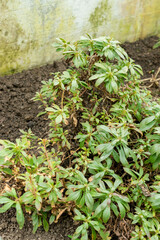 Penstemon Cardwellii plant in Saint Gallen in Switzerland 20.2.2025