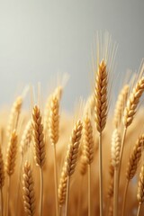 Heavily laden wheat stalks, full grain heads, neutral gray background, grey, agriculture, farm scene