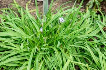 Springstar or Ipheion Uniflorum plant in Saint Gallen in Switzerland 20.2.2025